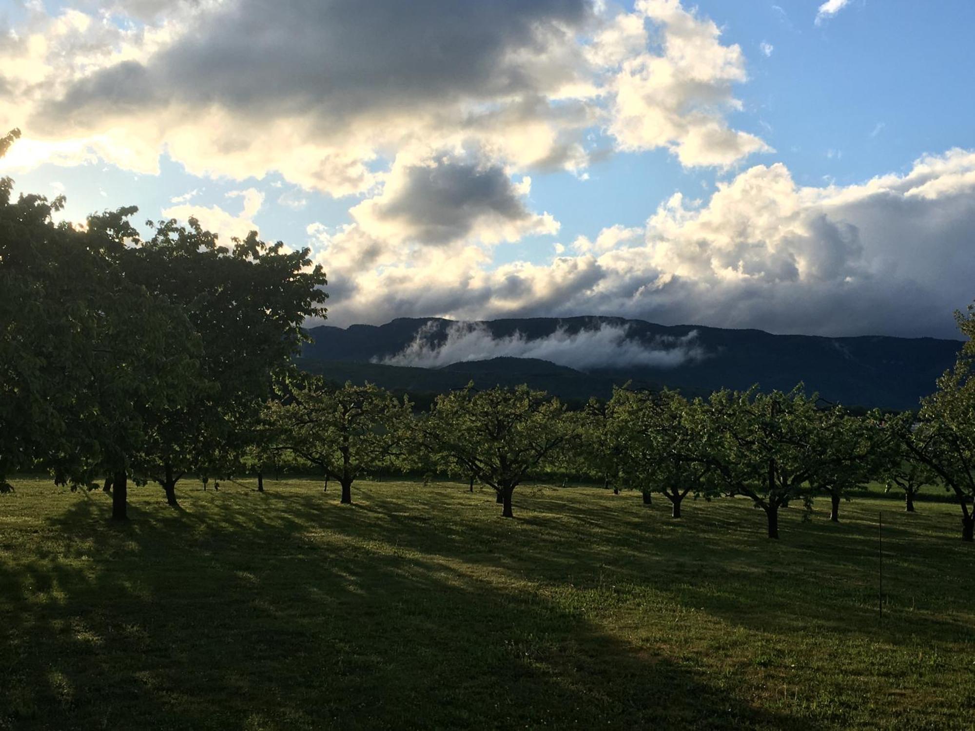 B&B Domaine En Trembley Commugny Exterior foto