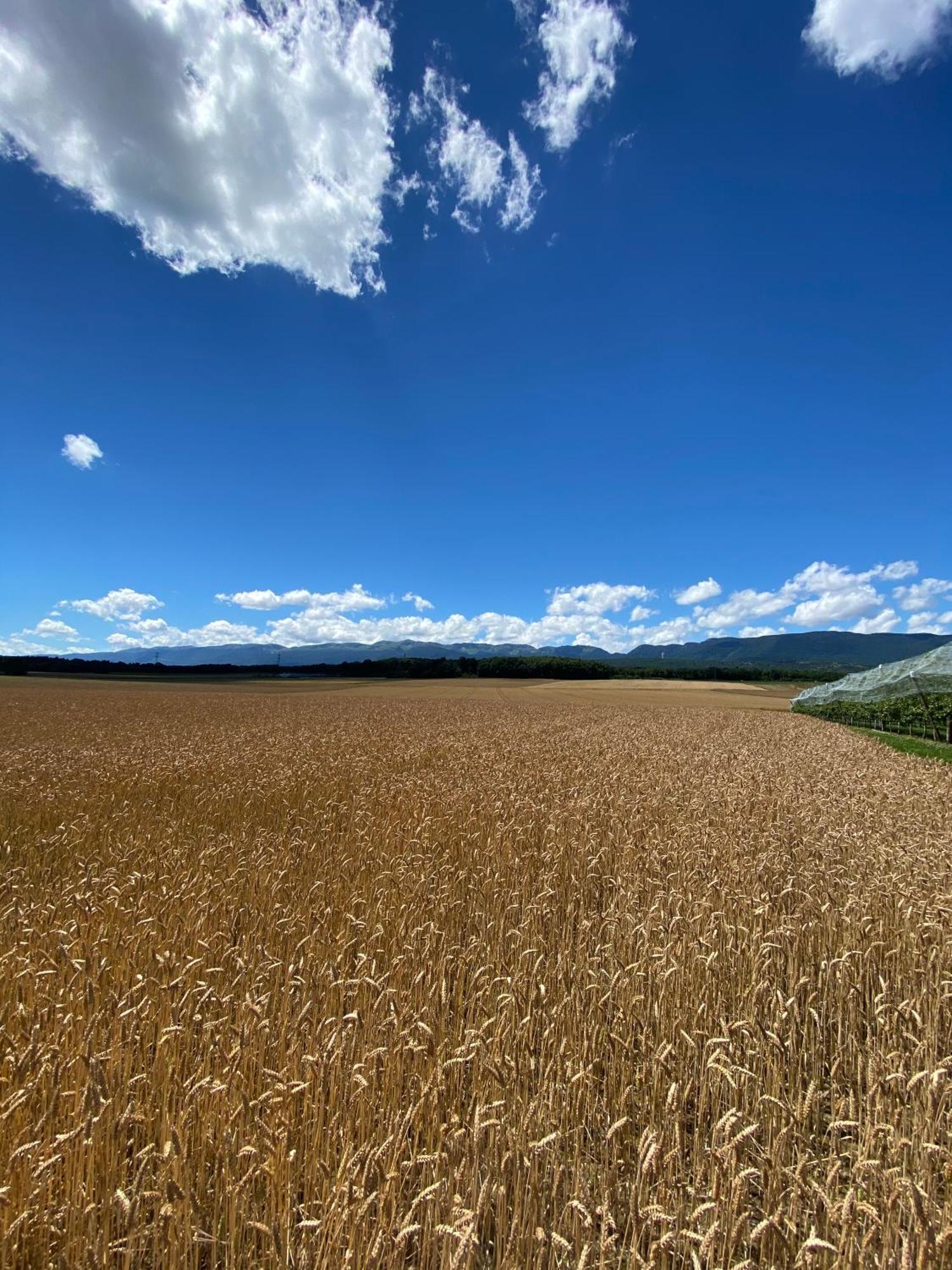 B&B Domaine En Trembley Commugny Exterior foto
