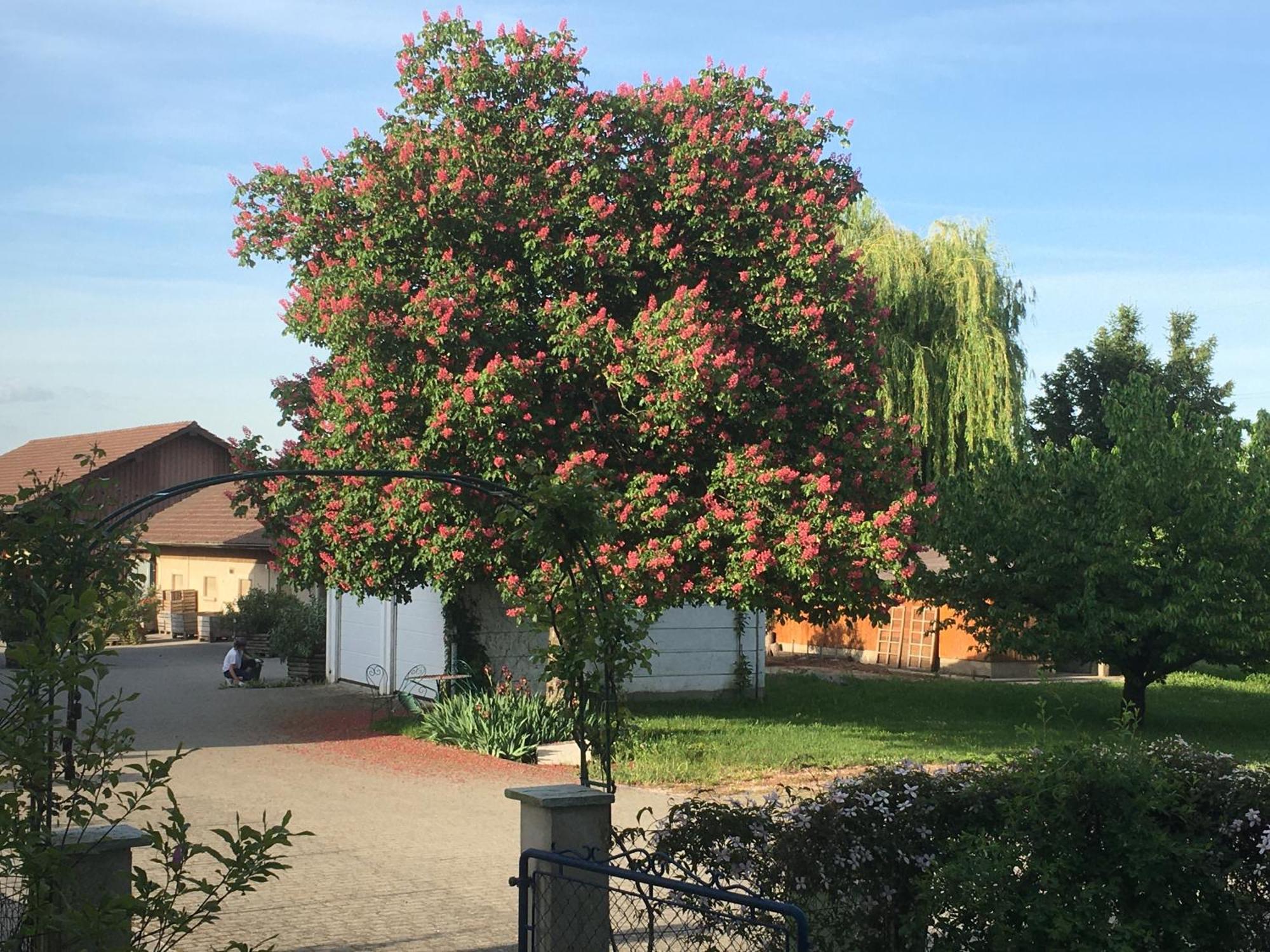 B&B Domaine En Trembley Commugny Exterior foto